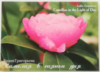 Комплект открыток 15х20 Камелия в сиянье дня