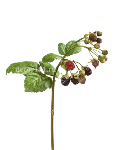 Ежевика Ветка с ягодами