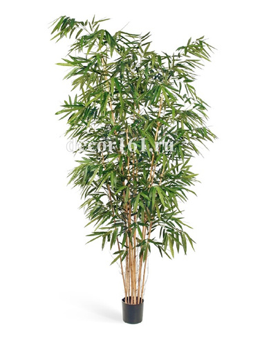 Бамбук Новый Биг Лиф, 240 см